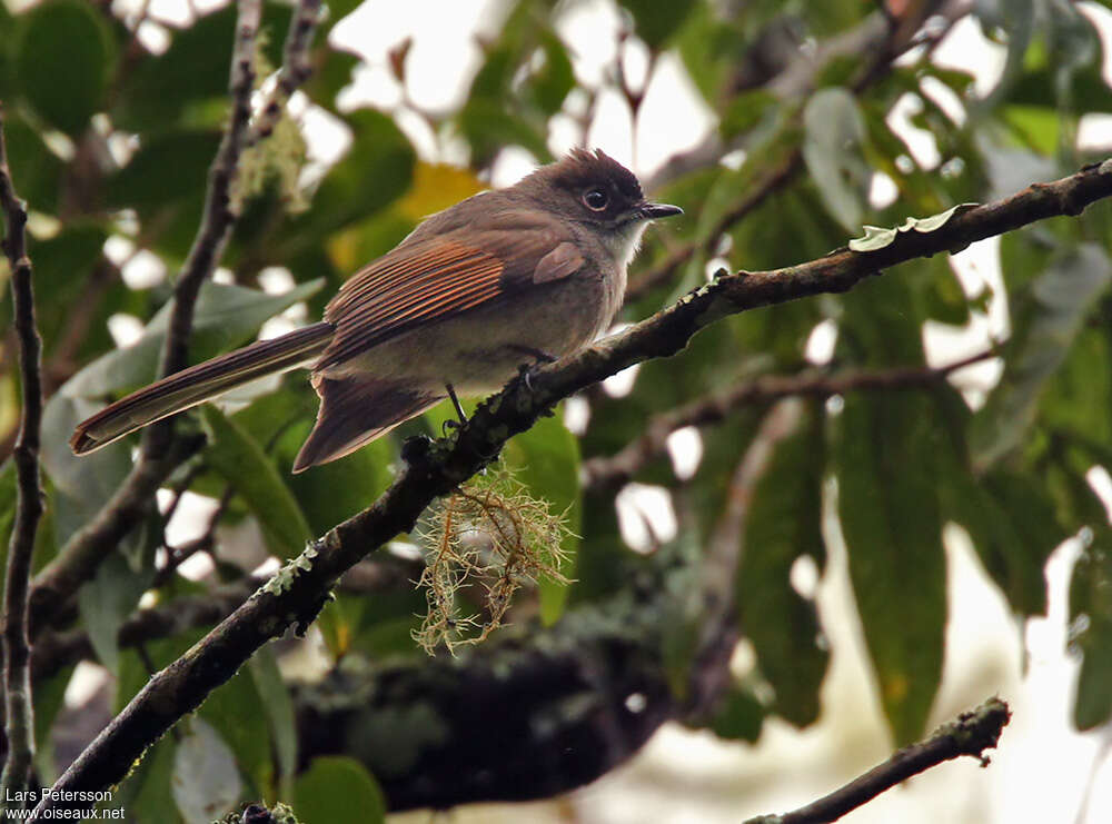 Rhipidure à calotte brune