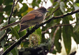 Brown-capped Fantail