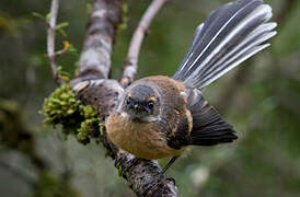 New Zealand Fantail