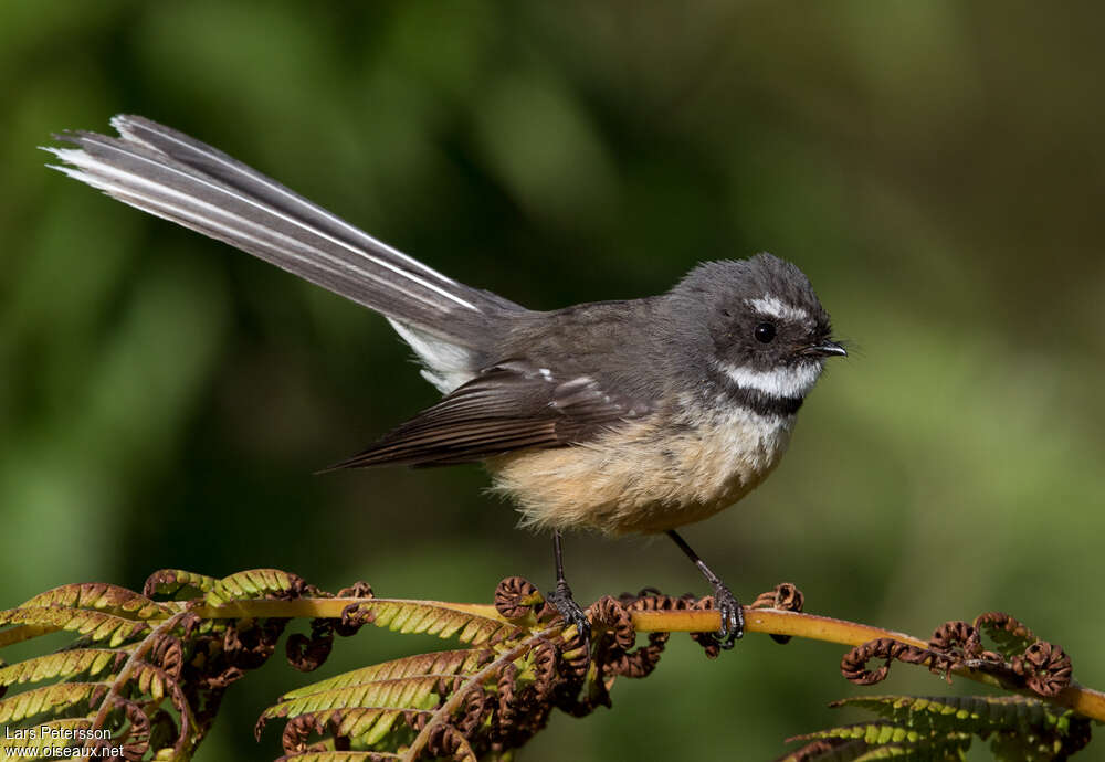 New Zealand Fantailadult, identification