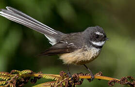 New Zealand Fantail