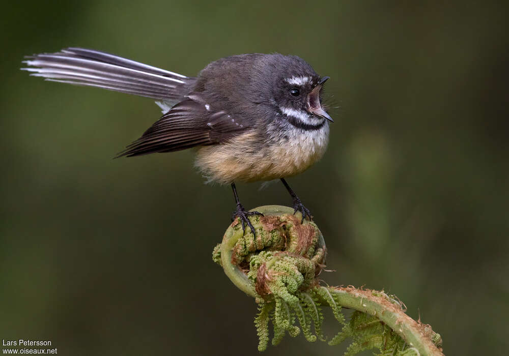 New Zealand Fantailadult, Behaviour