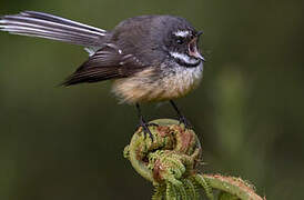 New Zealand Fantail