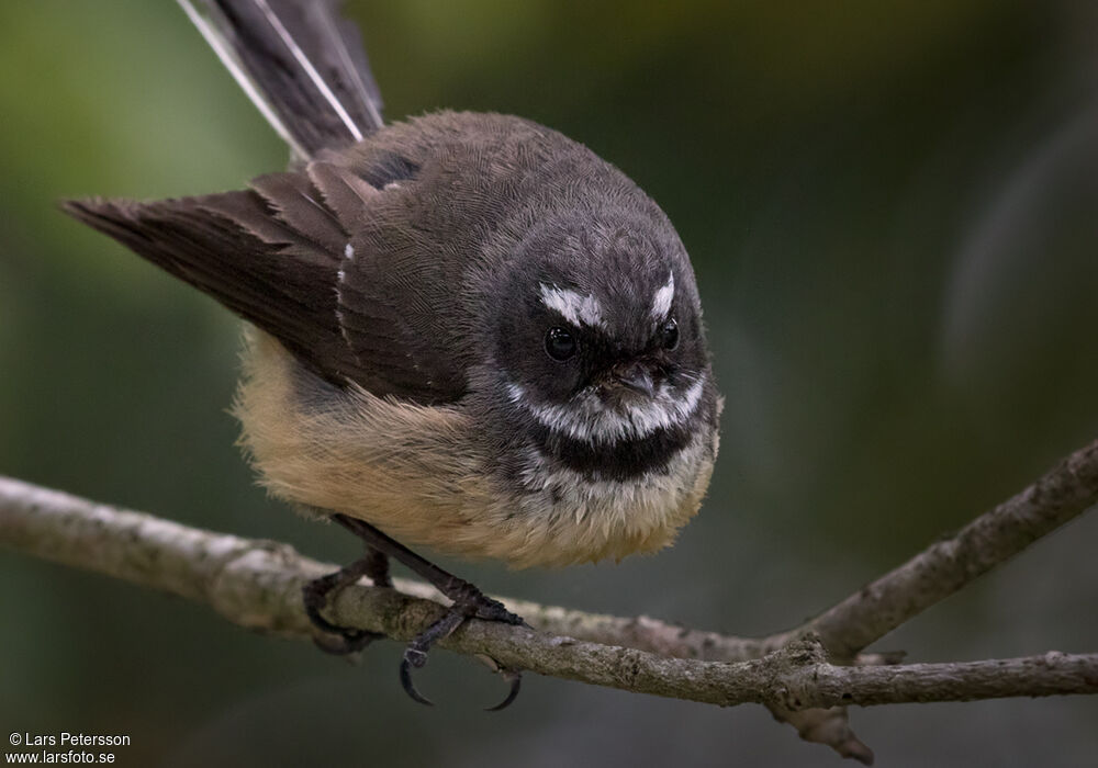 New Zealand Fantail