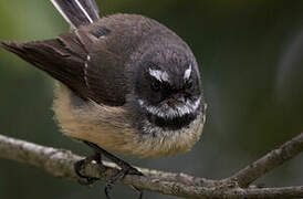 New Zealand Fantail