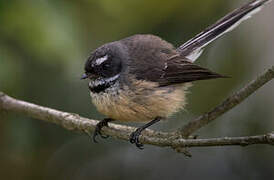 New Zealand Fantail