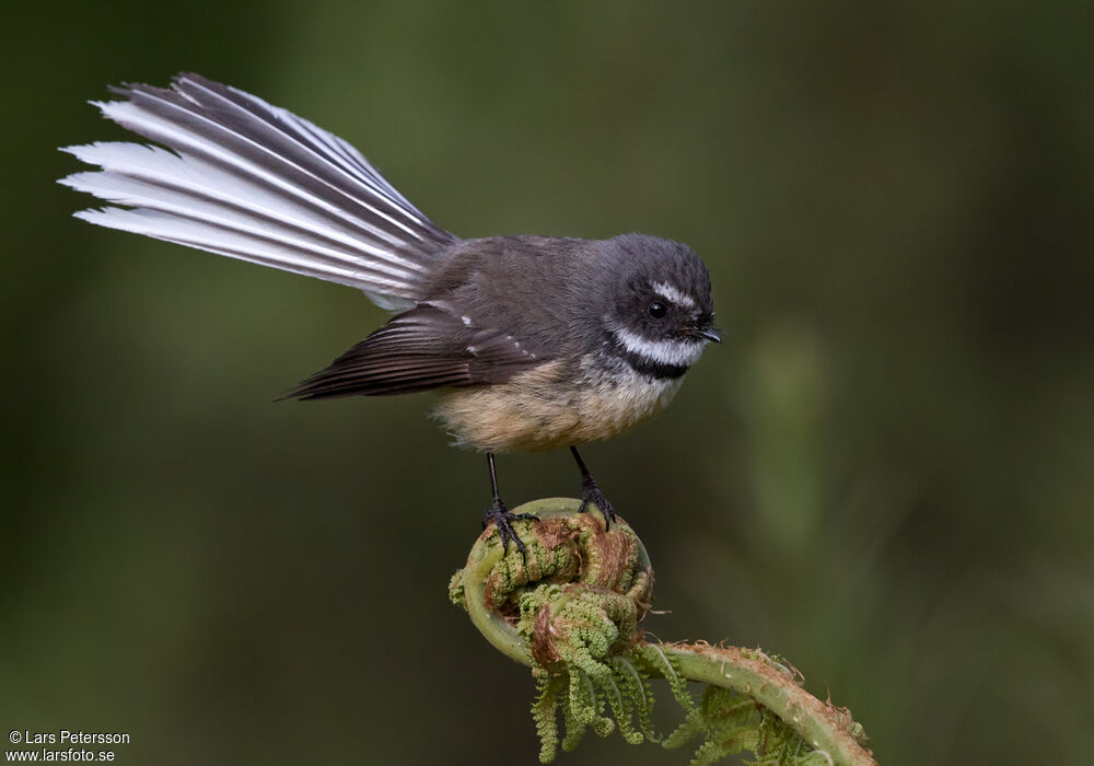 New Zealand Fantail