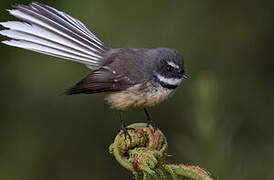 New Zealand Fantail