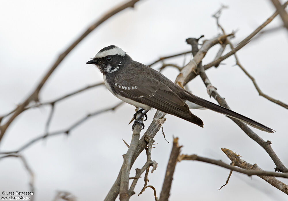 White-browed Fantail