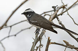 White-browed Fantail