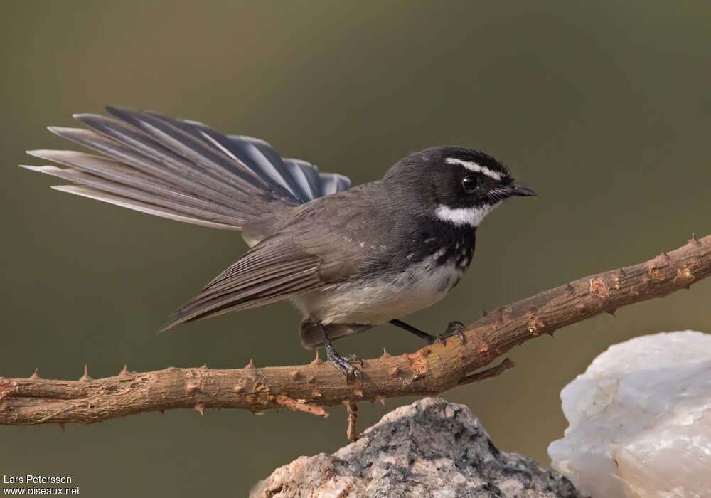 White-spotted Fantailadult, identification