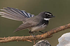 White-spotted Fantail