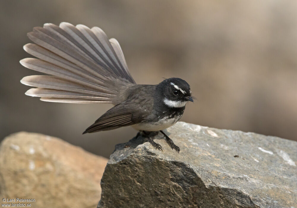 White-spotted Fantail