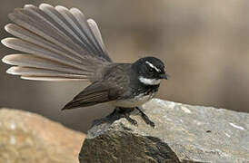 White-spotted Fantail