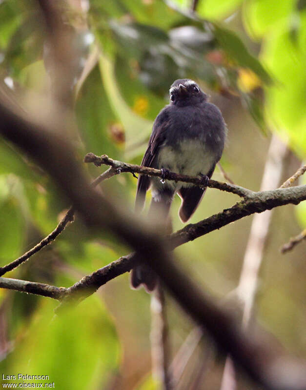 White-bellied Fantailadult