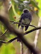 White-bellied Fantail