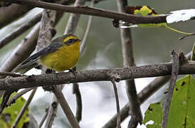 Yellow-bellied Fantail