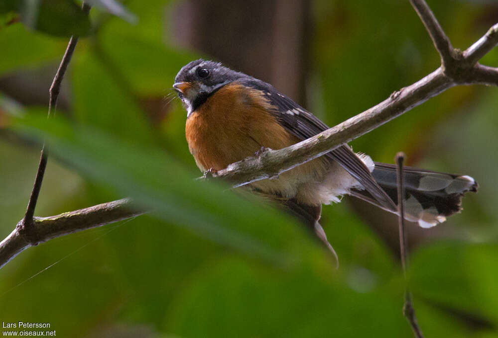 Chestnut-bellied Fantailadult