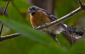 Chestnut-bellied Fantail