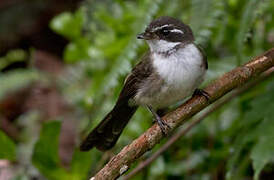 Kadavu Fantail