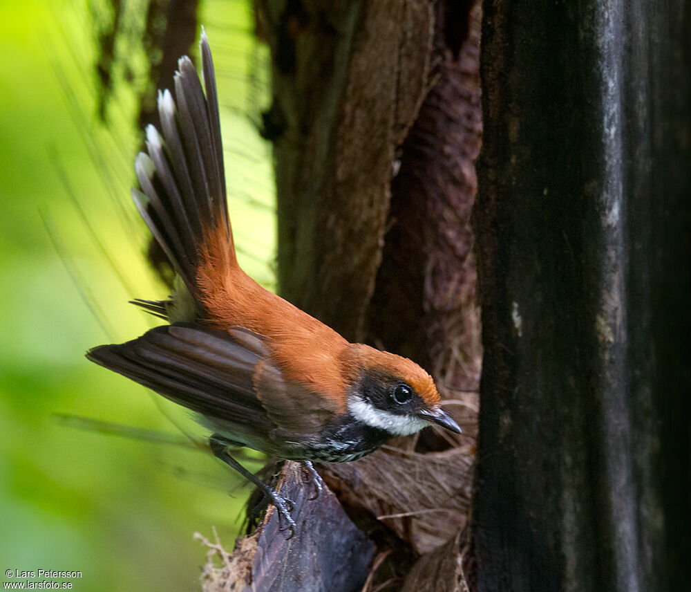 Manus Fantail