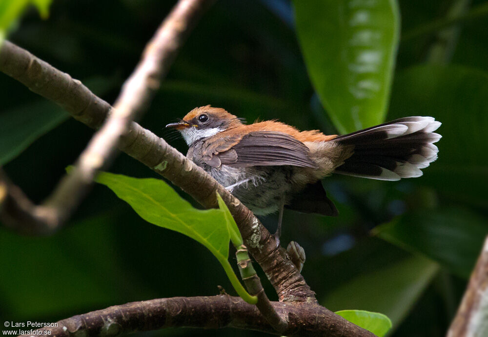 Manus Fantail