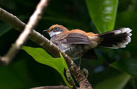 Manus Fantail