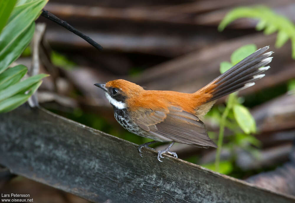 Manus Fantailadult, identification