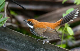 Manus Fantail