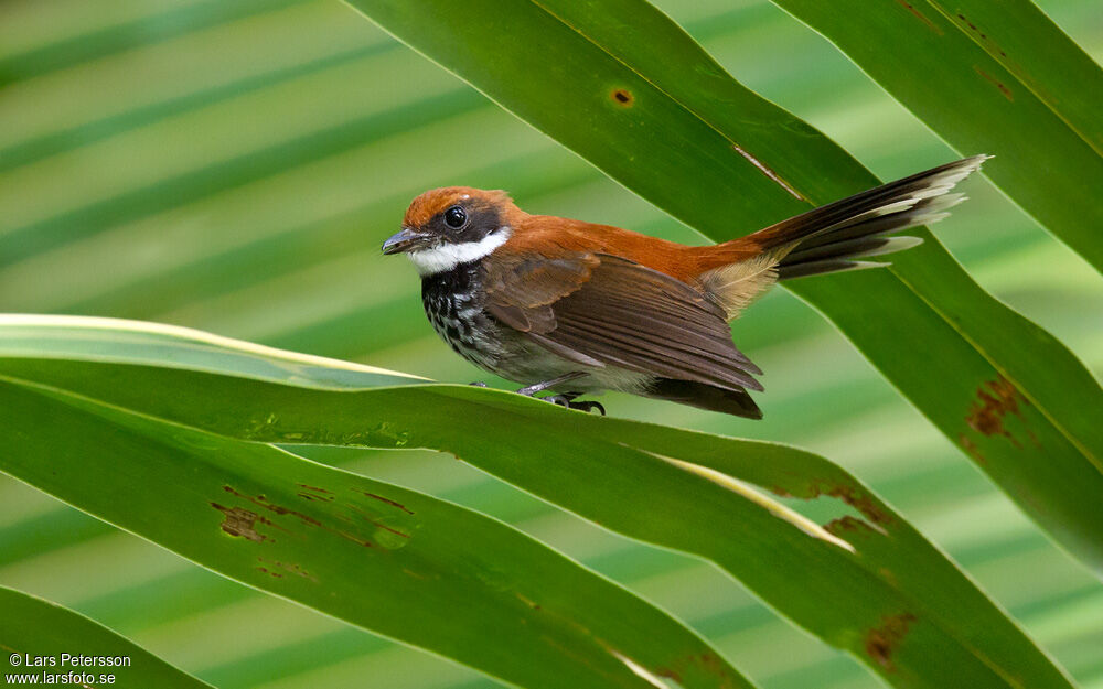 Manus Fantail