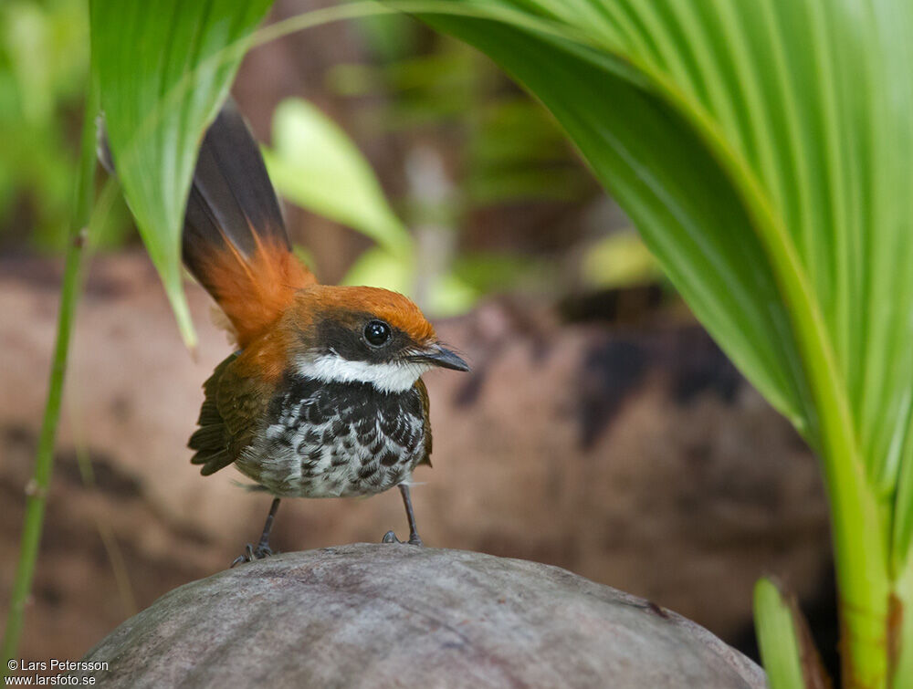 Manus Fantail