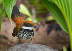 Manus Fantail