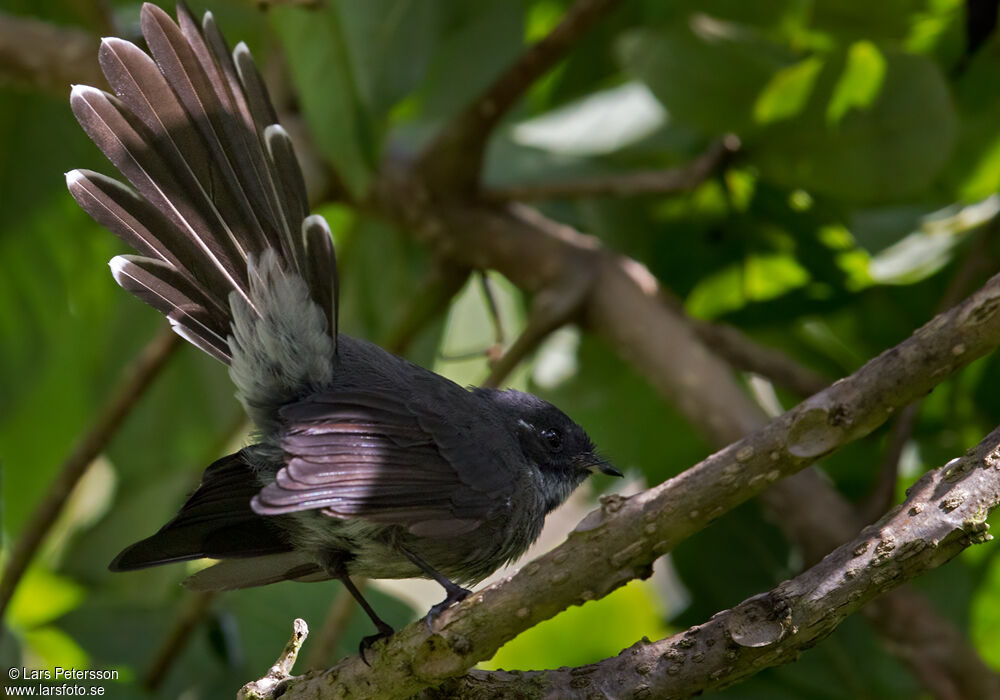 Samoan Fantail