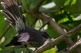 Samoan Fantail