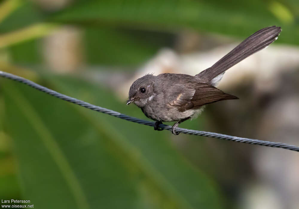 Samoan Fantailadult, identification