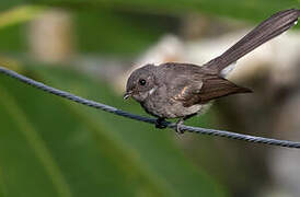 Samoan Fantail