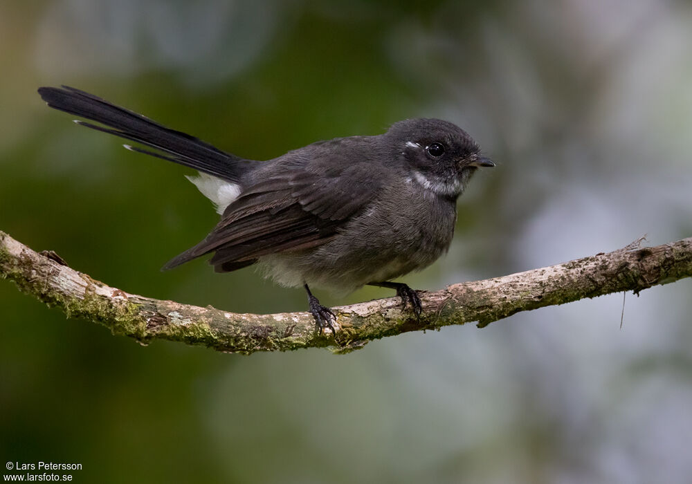 Samoan Fantail