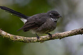 Samoan Fantail