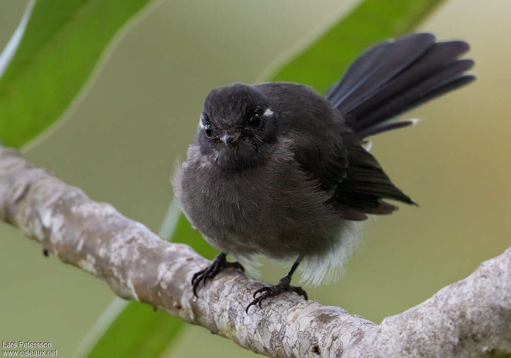 Samoan Fantailadult, Behaviour