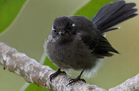 Samoan Fantail