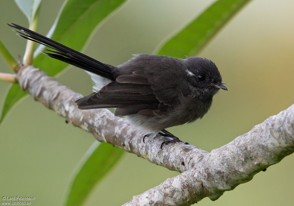 Samoan Fantail