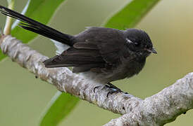 Samoan Fantail