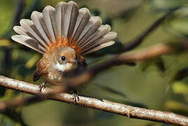 Arafura Fantail