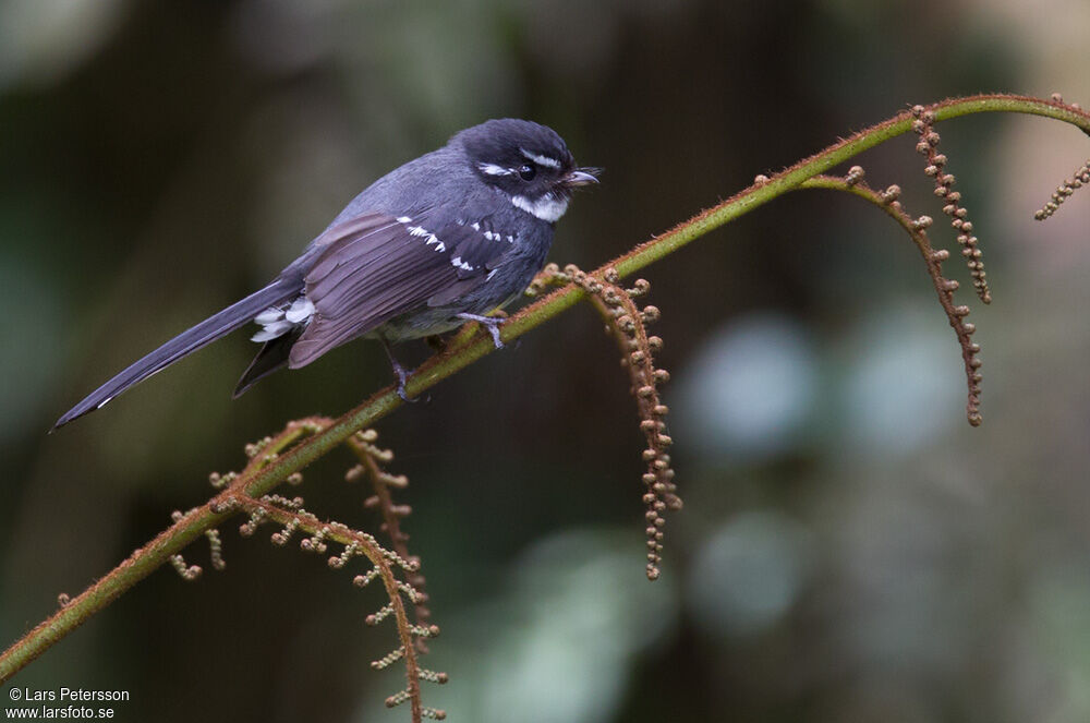 Friendly Fantail