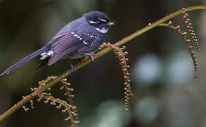 Friendly Fantail