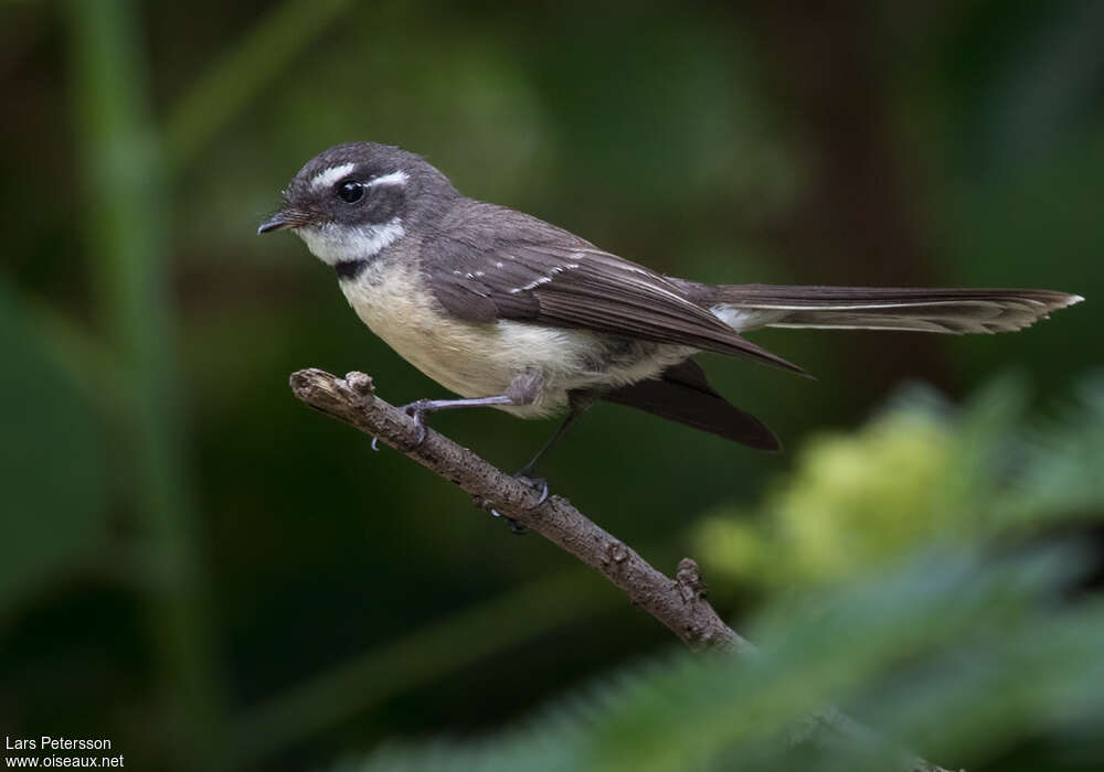 Rhipidure grisadulte, identification