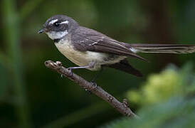 Grey Fantail