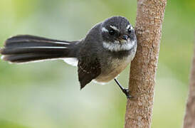 Grey Fantail