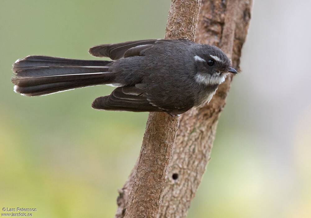 Grey Fantail