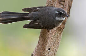 Grey Fantail